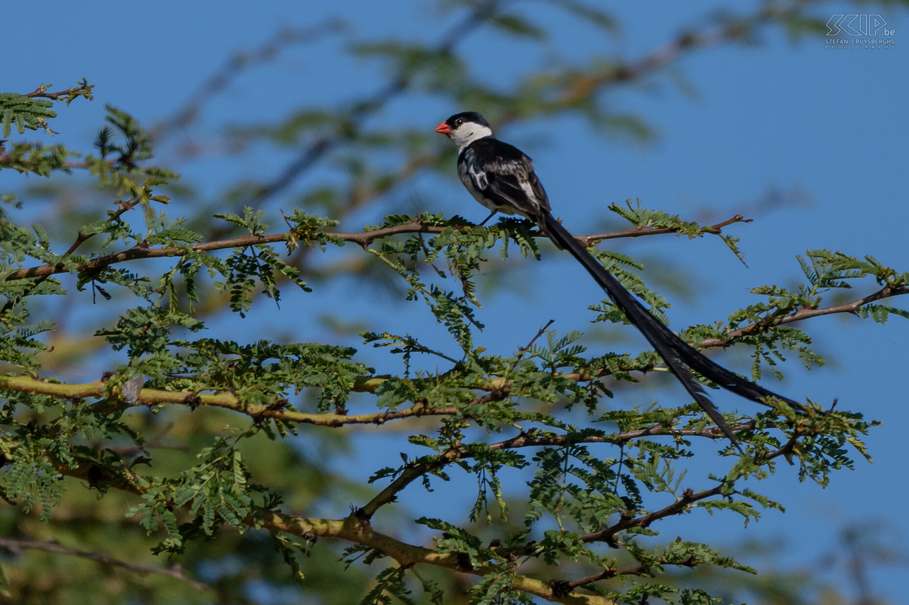 Solio - Dominicanerwida De Dominicanerwida (Pin-tailed whydah / Vidua macroura) is 12-13 cm lang, maar broedende mannetjes kunnen een staart hebben die daar nog eens 20 cm aan toevoegt. Stefan Cruysberghs